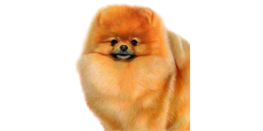Pomeranian Canvas or Giclee Print