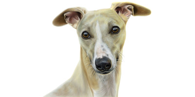 Whippet Canvas or Giclee Print