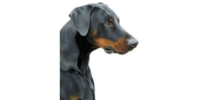 Dobermann Canvas or Giclee Print