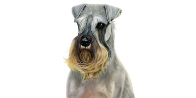 Miniature Schnauzer Canvas or Giclee Print