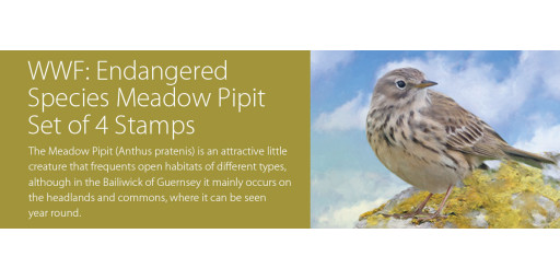 WWF Endangered Species Meadow Pipit