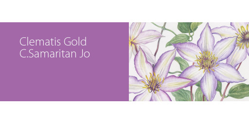 Clematis Gold: C. Samaritan Jo