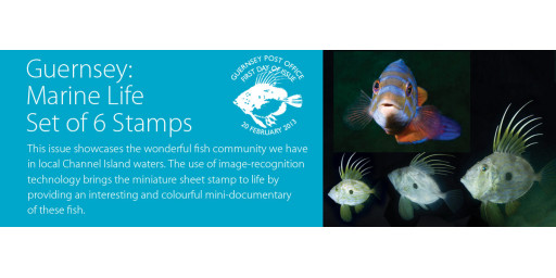 Guernsey Marine Life