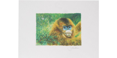 Joel Kirk Print - Golden Snub-Nosed Monkey