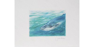 Joel Kirk Print - Blue Whale
