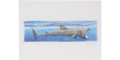 Joel Kirk Print - Basking Shark
