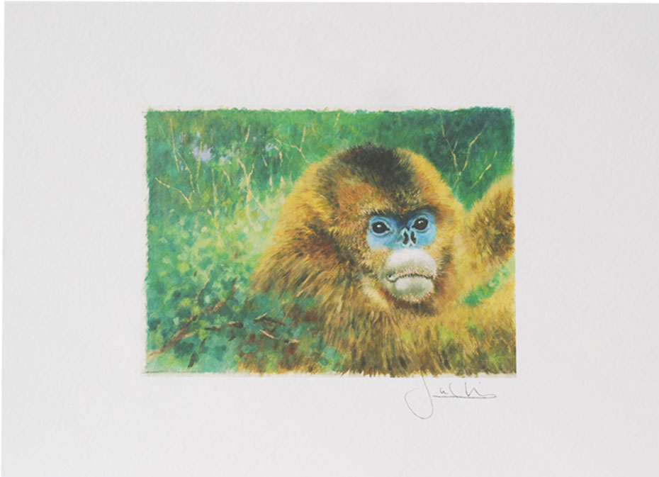 Joel Kirk Print - Golden Snub-Nosed Monkey