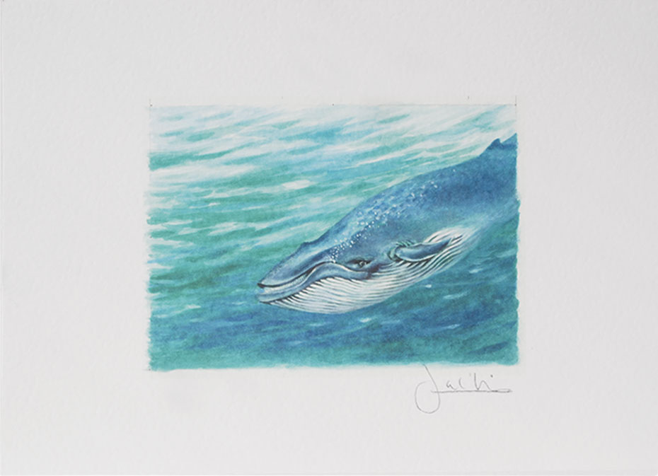 Joel Kirk Print - Blue Whale