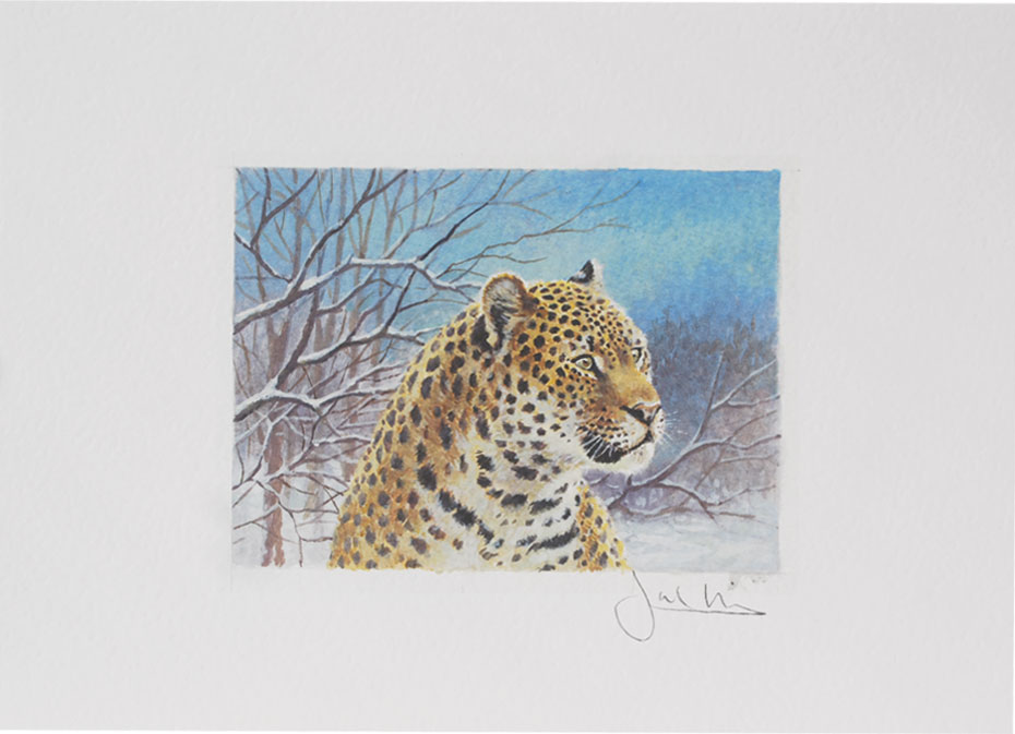 Joel Kirk Print - Amur Leopard Face