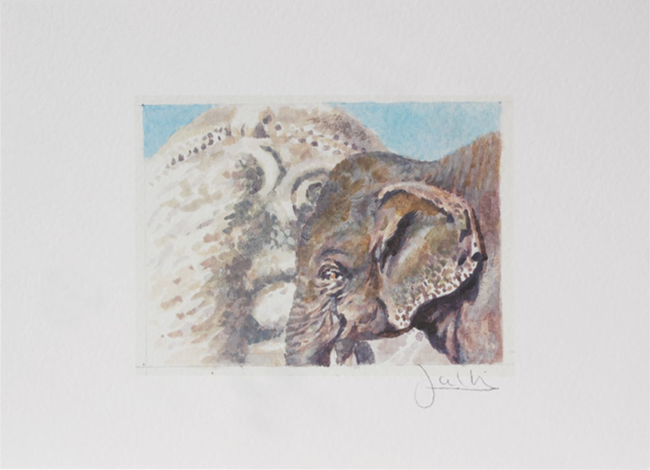 Joel Kirk Print - Asian Elephant